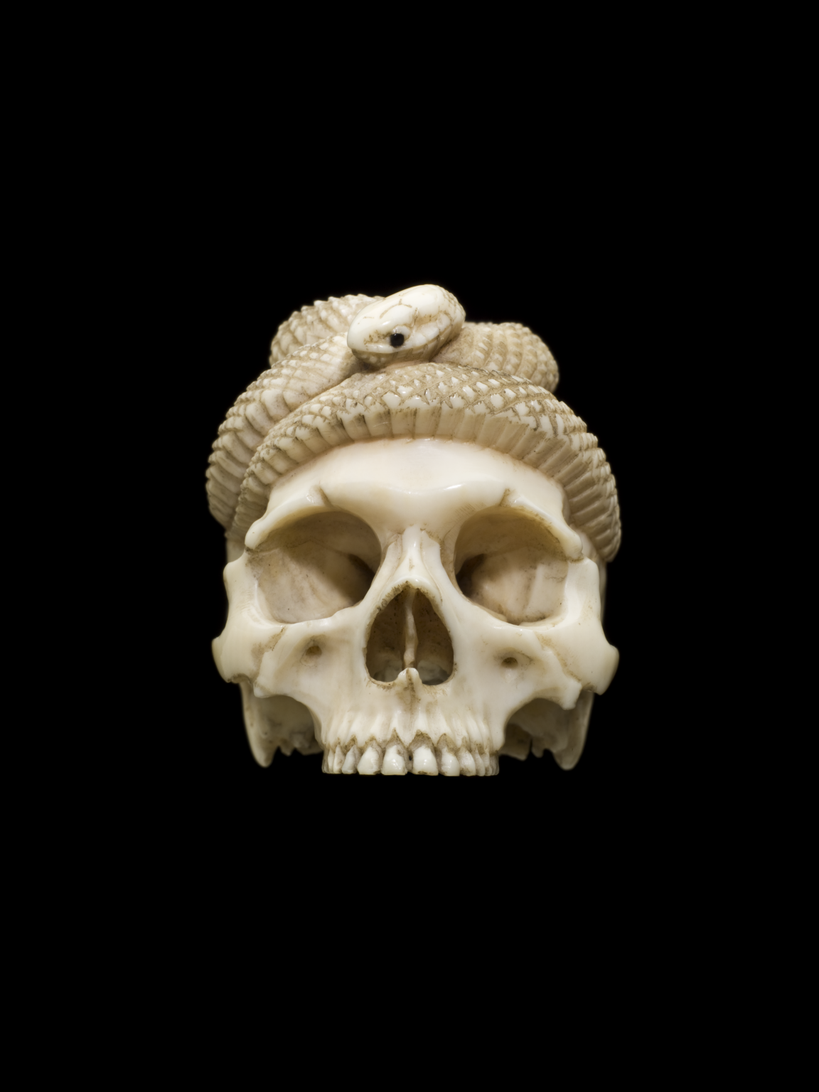 Ivory Skull - Science Museum